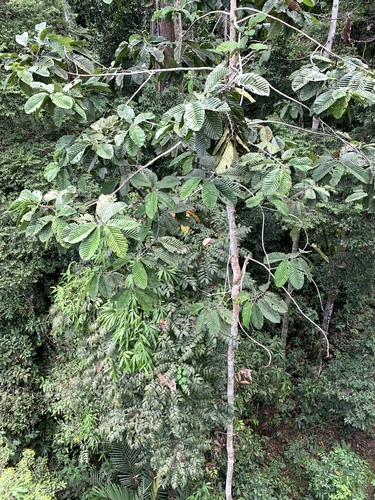 Image of Dipterocarpus Applanatus (Dipterocarpus applanatus) by (c) 呂一起(Lu i-chi), some rights reserved (CC BY)