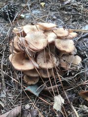 Desarmillaria caespitosa image