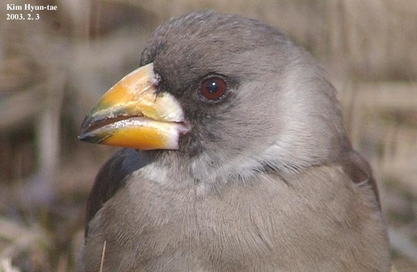 Chinese Grosbeak