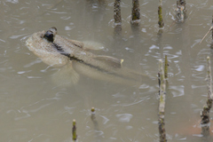 Periophthalmodon schlosseri