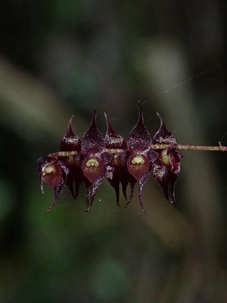 Lepanthopsis acetabulum