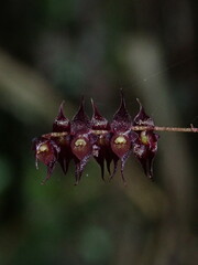 Miniature Orchid (Lepanthopsis acetabulum)