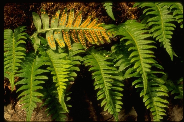 licorice fern (Carkeek Park, NW Seattle) · iNaturalist