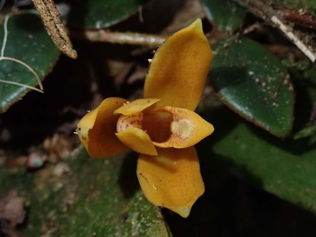 Maxillaria villosa