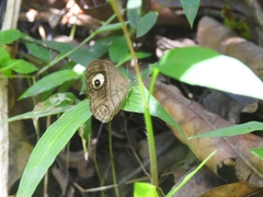 Mycalesis junonia
