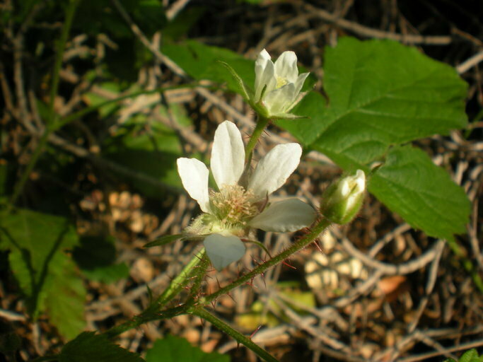 trailing blackberry (Carkeek Park, NW Seattle) · iNaturalist