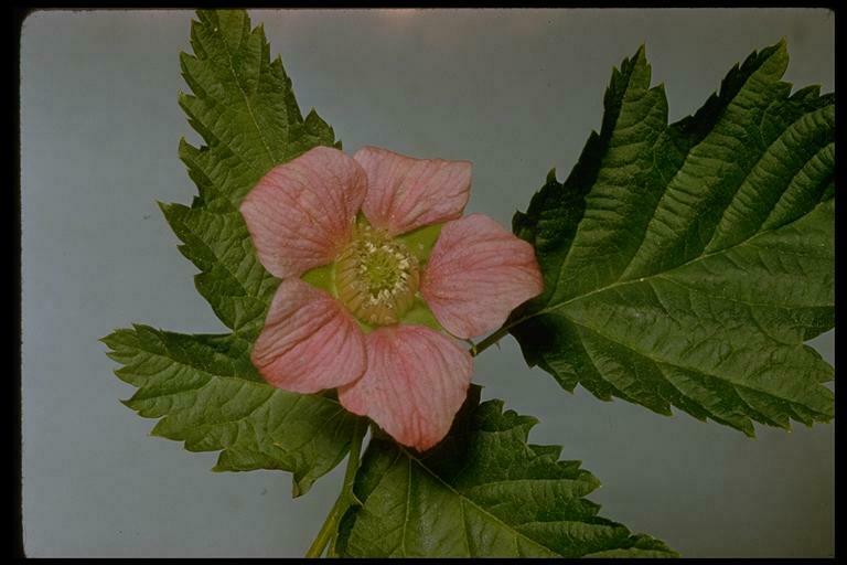 Salmonberry (Carkeek Park, NW Seattle) · iNaturalist