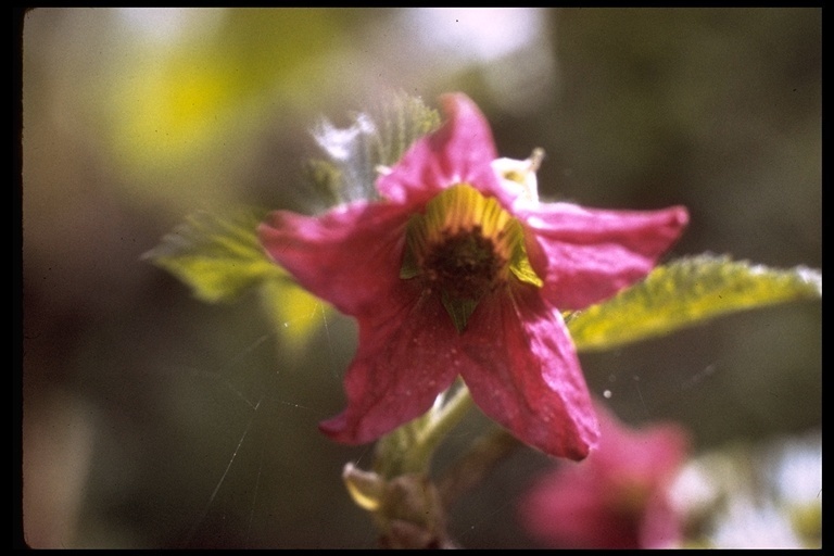 Salmonberry (Carkeek Park, NW Seattle) · iNaturalist