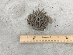 Clathria prolifera