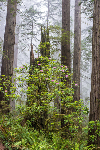 Pacific rhododendron (Carkeek Park, NW Seattle) · iNaturalist