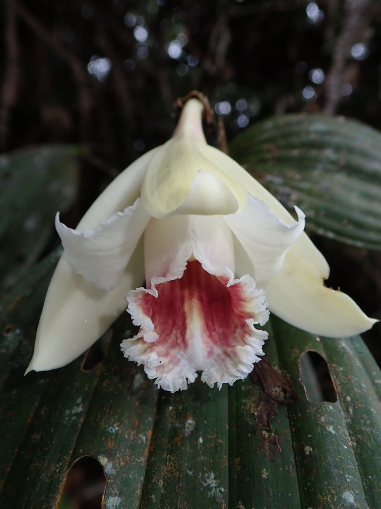 Sobralia klotzscheana