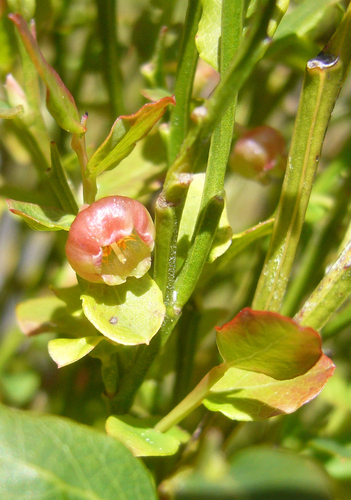 Red Huckleberry (Carkeek Park, NW Seattle) · iNaturalist