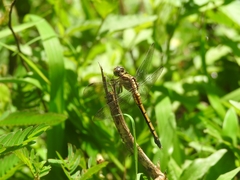 Orthetrum luzonicum