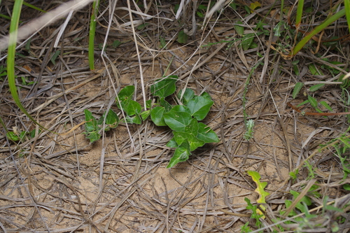 Image of Matelea brevicoronata by (c) Michelle W. （鍾偉瑋）, some rights reserved (CC BY)
