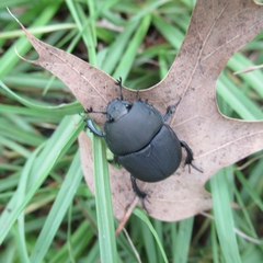 Geotrupes opacus