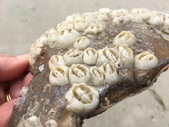 Chelonibia testudinaria