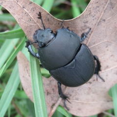 Geotrupes opacus