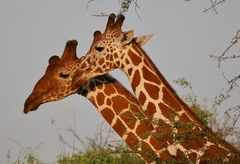 Giraffa camelopardalis reticulata