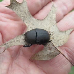 Geotrupes opacus