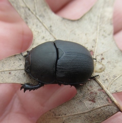 Geotrupes opacus