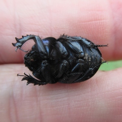 Geotrupes opacus