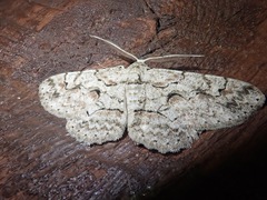 Iridopsis vellivolata