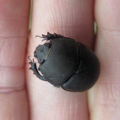 Geotrupes opacus