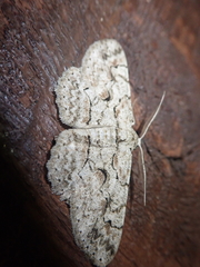 Iridopsis vellivolata