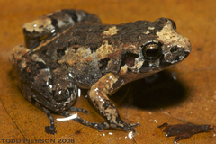 Napo Tropical Bullfrog photo 3