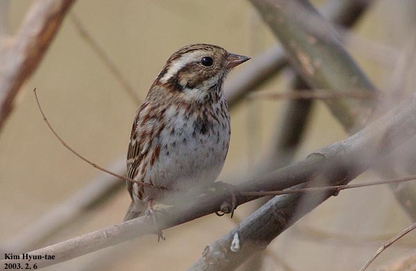 Rustic Bunting (Emberiza rustica)