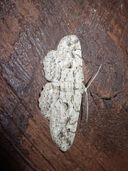 Iridopsis vellivolata