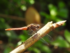 Orthetrum chrysis