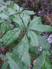 Morella caroliniensis