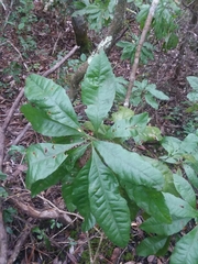 Morella caroliniensis