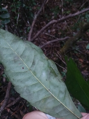 Morella caroliniensis