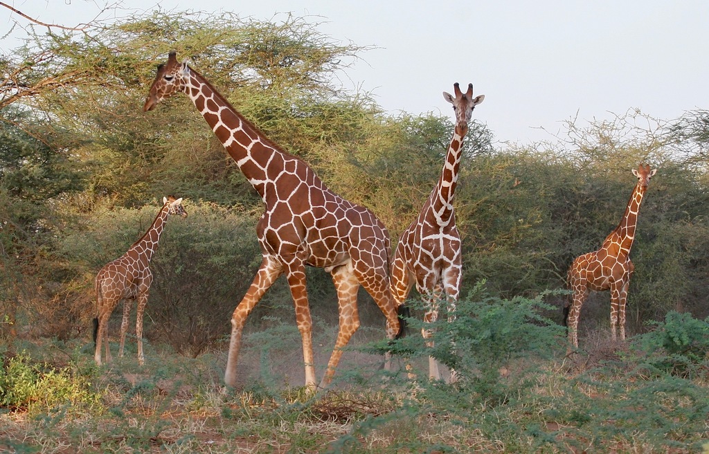 Сетчатый жираф (Вымирающие животные) · iNaturalist