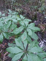 Morella caroliniensis