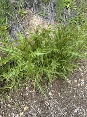 Streptanthus lasiophyllus, photograph Barbara Banfield, CC BY, iNaturalist via GBIF