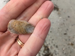 Crepidula plana