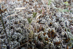 Gypsophila australis