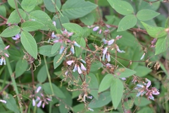Desmodium pringlei