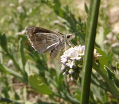 Hesperopsis libya