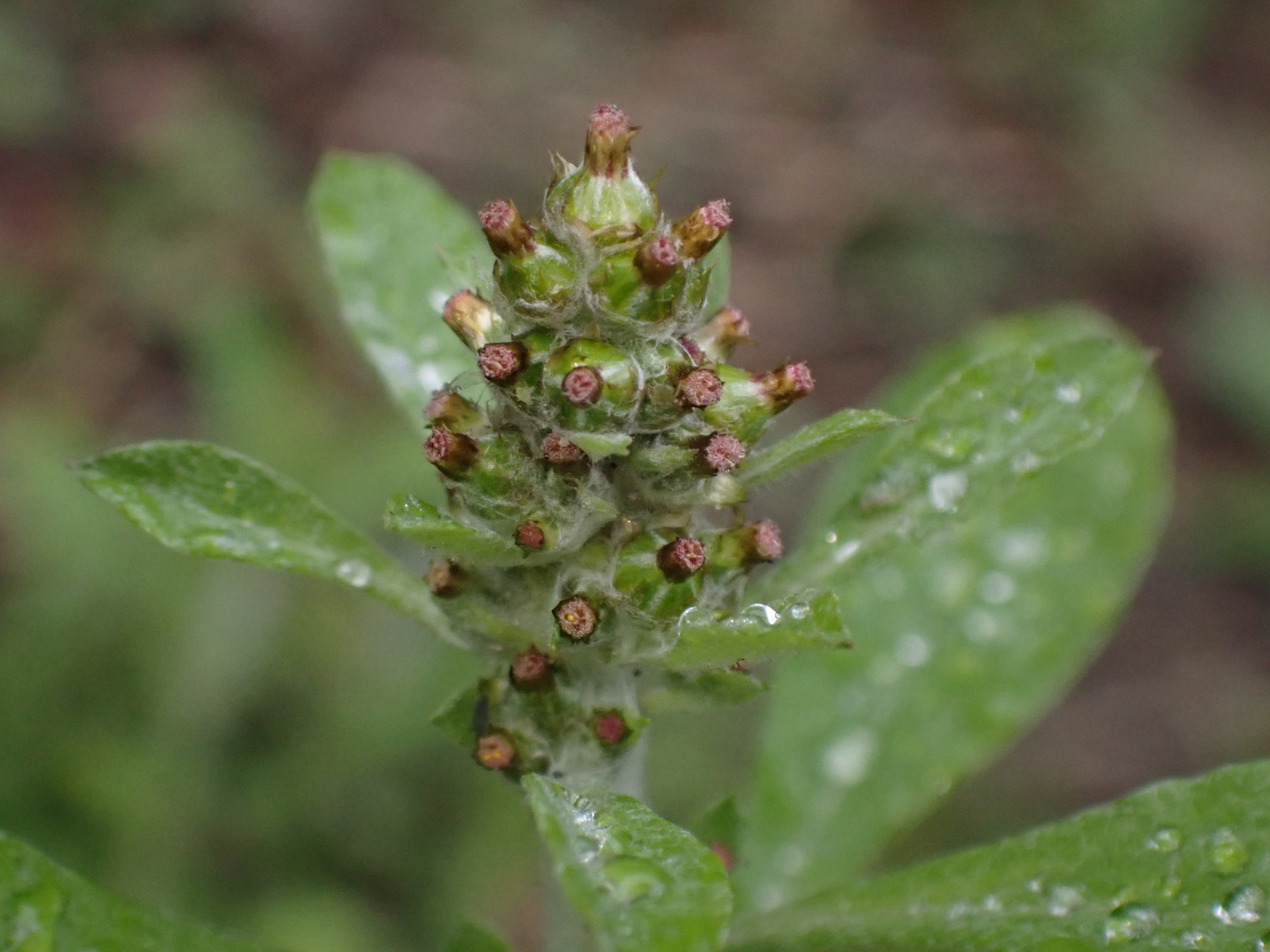 Gamochaeta pensylvanica