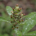 Pennsylvania Cudweed - Photo (c) Kuan-Chieh (Chuck) Hung, some rights reserved (CC BY-NC-SA), uploaded by Kuan-Chieh (Chuck) Hung