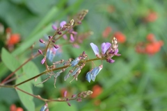 Desmodium pringlei