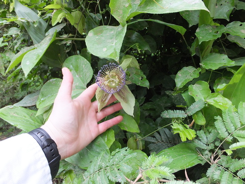 Passiflora platyloba