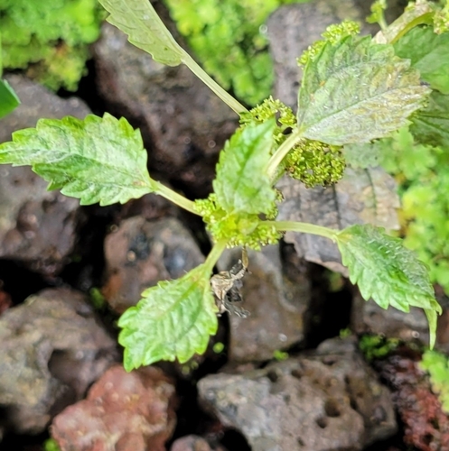 Pilea hyalina, 2023-03-31