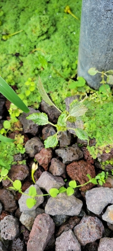 Foto de Pilea hyalina