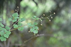 Thalictrum guatemalense