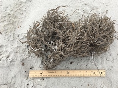 Clathria prolifera